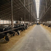 Structure en acier léger préfabriquée pour abri de bétail et de moutons, pour l'élevage laitier et caprin