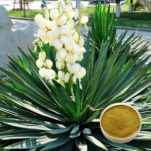 Food Grade Plant <span class=keywords><strong>Extract</strong></span> Grote Levering Hoge Kwaliteit <span class=keywords><strong>Yucca</strong></span> <span class=keywords><strong>Schidigera</strong></span> <span class=keywords><strong>Extract</strong></span> Poeder 10% Sarsaponine In Drumverpakking - Product Image 4