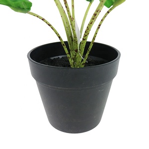 <span class=keywords><strong>ต้น</strong></span>คาลาเทียเทียมเทียมสำหรับประดับในร่มต้นไม้ประดับบ้าน<span class=keywords><strong>บอน</strong></span>ไซ Calathea ขนาด<span class=keywords><strong>เล็ก</strong></span> - Product Image 6