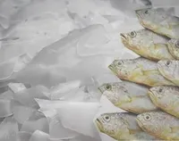 Mini Máquina de Hielo en Escamas, Mejor Precio, Acero Inoxidable con Cámara Fría