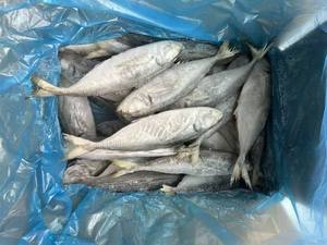 Peixe Cavala Congelado de Alta Qualidade - Mais Vendido para Alimentos Enlatados - Product Image 2