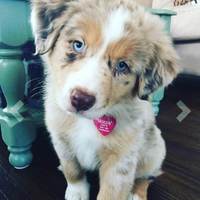 Etiquetas de Identificación Personalizadas para Mascotas de Aluminio, en Forma de Hueso, Círculo, Estrella y Corazón, Grabadas, Anti-Pérdida, de Metal, para Perros y Gatos
