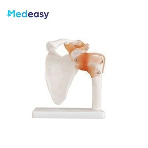 Modelo <span class=keywords><strong>de</strong></span> articulación anatómica humana con <span class=keywords><strong>ligamentos</strong></span> para <span class=keywords><strong>rodilla</strong></span>, mano, pie, cadera, hombro, codo - Product Image 6