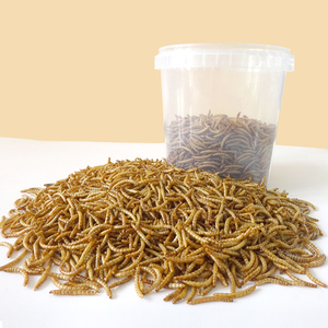 יבש Mealworm עבור ציפורים ארוז חבית 100g - Product Image 3