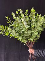 Dekorasi Rumah Ruang Tamu Daun Eucalyptus Buatan 3 Cabang untuk Dekorasi Lorong Pernikahan Sentuhan Realistis Eucalyptus