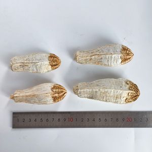 Wafa Giocattolo per Uccelli e Piccoli Animali, Simulazione di Carambola Essiccata, Ecologico, Naturale, Commestibile, 10cm - Product Image 6