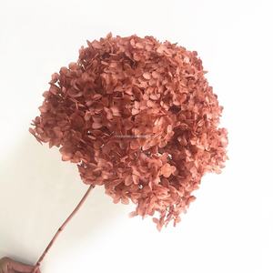 <span class=keywords><strong>Hortensias</strong></span> Naturales Grandes Secas y <span class=keywords><strong>Preservadas</strong></span> a Precio Económico para el Día de San Valentín, <span class=keywords><strong>Hortensias</strong></span> Secas para tu Ocasión Especial - Product Image 1