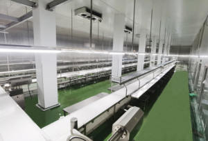 Ligne de convoyage durable en acier inoxydable et plastique pour l'abattage de la viande, avec vitesse réglable, pour applications dans l'industrie alimentaire - Product Image 3