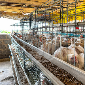 Nuevo Jaula de Cría Tipo H Galvanizada en Caliente de 3-4 Niveles, Equipo Automático para Aves de Corral, para <span class=keywords><strong>Pollitos</strong></span> de un Día, Cría de 1 a 110 Días - Product Image 6