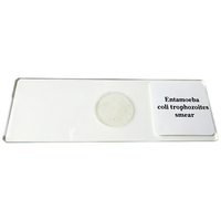 Preparaciones Microscópicas de Trofozoites de Entamoeba Coli, Preparaciones de Parasitología Médica