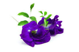 Extracción de plantas naturales puras, suministro de fábrica, polvo de flor de guisante de mariposa azul seco, té de flor de guisante de mariposa - Product Image 3