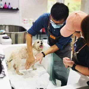 Ejl y tế thân thiện với môi Dog Spa bồn tắm Pet chải chuốt Ozone sấy tắm sản phẩm - Product Image 4