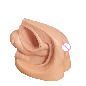 Modello di organo genitale interno ed esterno femminile avanzato medico per l'educazione scolastica in vendita - Product Image 1