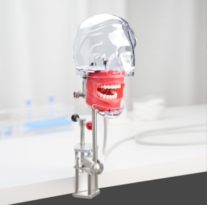 Modello di testa dentale di fabbrica scienza medica modello di testa di simulazione dentale modello di testa fantasma dentale - Product Image 6