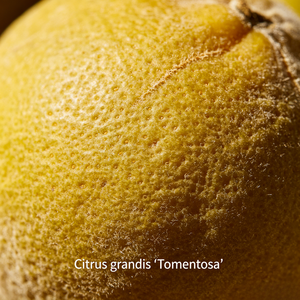 เปลือกส้มฮวาโจวแห้ง (<span class=keywords><strong>Citrus</strong></span> <span class=keywords><strong>Grandis</strong></span> Exocarpium) วัตถุดิบสำหรับชงชาผลไม้ ปรุงแต่งรสอาหาร กลิ่นเครื่องหอม และน้ำมันหอมระเหย - Product Image 4