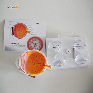 Modelo Médico <span class=keywords><strong>de</strong></span> ojos patológicos <span class=keywords><strong>de</strong></span> Cornea - Product Image 5