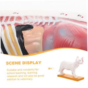 نموذج الوخز بالإبر القط KyrenMed القط ، نقاط ضغط الحيوانات البيطرية ، نموذج نقطة الوخز بالإبر للقطط ، الكي للحيوانات الأليفة - Product Image 3