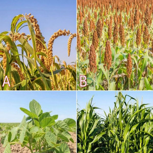 2,4-D <strong>Systemic</strong> Translocated for Flixweed Chickweed Cleavers Field Bindweed Broadleaf Plants - Product Image 5