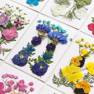 12 pièces/paquet de mélange de fleurs pressées pour la fabrication de <span class=keywords><strong>savon</strong></span> et de bougies en résine époxy bricolage artisanat et carte-cadeau - Product Image 2