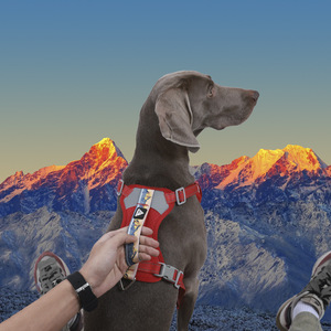 Rompi anjing layanan dapat disesuaikan reflektif, <span class=keywords><strong>Harness</strong></span> kontrol nyaman Set <span class=keywords><strong>Harness</strong></span> anjing tanpa tarik untuk anjing - Product Image 2