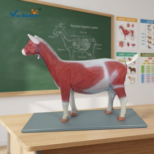 Modelo de Anatomía de <span class=keywords><strong>Cabra</strong></span> Capra Hircus, Modelo de <span class=keywords><strong>Esqueleto</strong></span> de PVC para Ciencias Médicas - Product Image 3