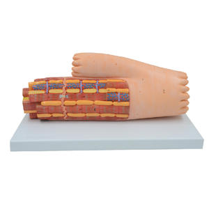 Training Anatomisches physikalisches Modell Anatomisches Modell des Herz muskels Kardiomyozyten-Ultrastruktur-Vergrößerung modell - Product Image 1