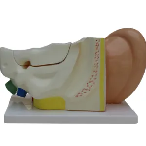 Model organ sistem pendengaran telinga langsung pabrikan instrumen pengajaran biologi PVC model anatomi telinga