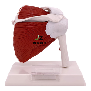 Modèle d'articulation de l'épaule musclée grandeur nature pour usage scolaire - Product Image 4