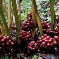 Amomum Tsaoko Zwarte Kardemom Cao Guo Gedroogd Fruit AD Verwerkt Groothandel Kruiden Voedsel Kruiding 25Kg