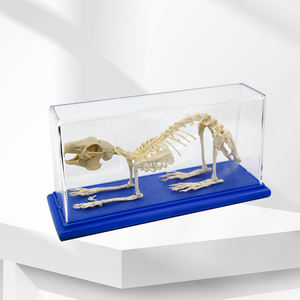 Modelo de <span class=keywords><strong>Esqueleto</strong></span> de Animal de PVC Avanzado, Modelo de <span class=keywords><strong>Esqueleto</strong></span> de Conejo de Plástico, Modelo de Anatomía - Product Image 1