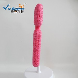 Modelo de cromosoma genético biológico ampliado 10.000 veces para demostraciones de enseñanza médica. - Product Image 4