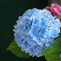 Buket Bunga Hydrangea Sutra Kecil Buatan Berkualitas Tinggi dengan Tekstur Menyerupai Asli; Bunga Kering yang Menyerupai Asli untuk Ruang Tamu dan Meja Makan