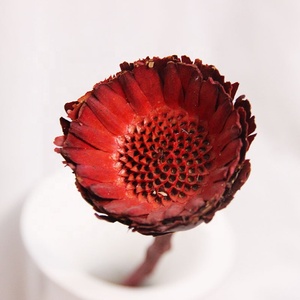 Chrysanthèmes séchés préservés, 10 tiges, pour décoration maison, mariage, Pâques, vente en gros personnalisée, directement de l'usine - Product Image 4