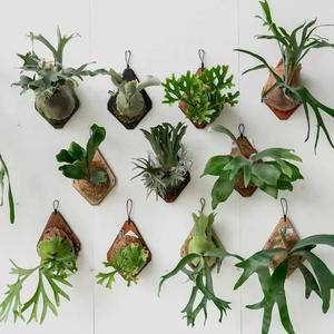 Kit de montage pour fougère à cornes, panneau mural suspendu, <span class=keywords><strong>support</strong></span> vertical pour plantes, pour orchidées, plantes grimpantes, outils de plantation - Product Image 6