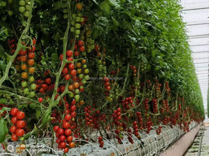 Serra agricola <span class=keywords><strong>pomodoro</strong></span> vivaio pianta supporto per la vita semi di irrigazione sacchetto di plastica in polietilene per piante - Product Image 4