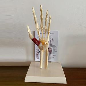 แบบจำลองข้อต่อข้อมือมนุษย์พร้อมกล้ามเนื้อ เอ็น ข้อต่อ และเส้นประสาท สำหรับ<span class=keywords><strong>การ</strong></span>เรียนการสอนทาง<span class=keywords><strong>การ</strong></span>แพทย์ - Product Image 4