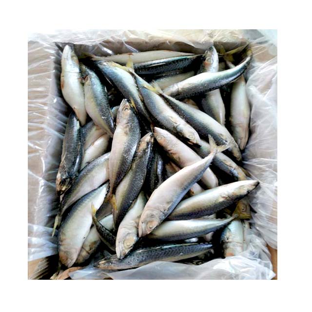 Frozen mackerel fish 150 200g frozen pacific mackerel fish