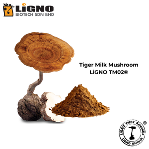 สารสกัดจากเห็ดนมเสือ LiGNO TM02 สารต้านอนุมูลอิสระสำหรับผลิตภัณฑ์บำรุงผิว  ผงสกัดเข้มข้น วัตถุดิบบริสุทธิ์สำหรับเครื่องสำอาง - Product Image 2