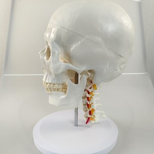 Modelo de Cráneo Humano con Columna <span class=keywords><strong>Cervical</strong></span>, Tamaño Real, <span class=keywords><strong>Esqueleto</strong></span> para Pintura de Naturaleza Muerta, Ayuda Didáctica, Cráneo Desmontable - Product Image 2
