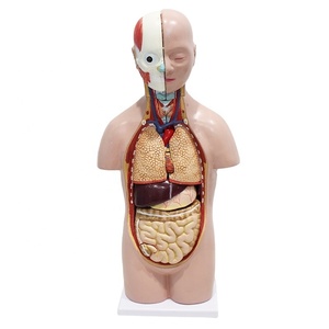 Modèle anatomique de torse asexuel en PVC de 50 cm avec 12 pièces pour l'enseignement des sciences médicales - Product Image 1