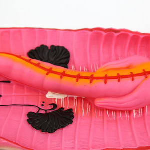 Modèle d'anatomie de l'annelotte de Qinghua, instruments et aides pédagogiques pour la démonstration de l'annelotte, modèle d'animal segmenté pour la microbiologie - Product Image 2