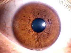 Caméra d'iridologie 5,0 Mp Haute résolution Scanner d'iridologie pour <span class=keywords><strong>iridoscope</strong></span> - Product Image 3
