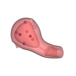 Modello di formazione per miomectomia uterina modello di formazione medica modello di insegnamento ospedaliero e scolastico - Product Image 4