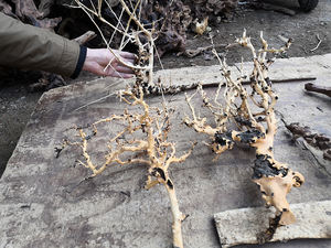 도매 노란색 아름다운 거미 수족관 물고기 탱크 액세서리 장식 수족관 자연 driftwall - Product Image 2