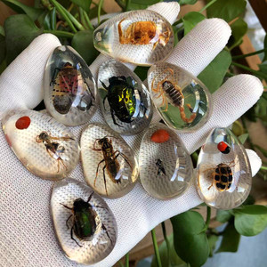 Pendentif spécimen d'insecte véritable ambre phosphorescent boîte aveugle archéologique pour enfants accessoires résine insecte ambre dessin animé - Product Image 1