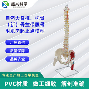 Modèle naturel de l'origine et des points d'insertion des muscles attachés à l'os occipital des grandes plaquettes vertébrales - Product Image 5