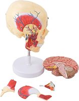 Modelo Anatómico de Músculos de la Mandíbula Humana, Región Facial, Cabeza y Huesos, Recursos Didácticos Médicos y Científicos