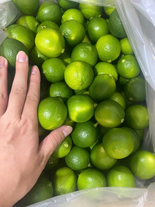 Lima sin semillas fresca Vietnam alta calidad proveedor exportador cítricos naturales al por mayor a granel para bebidas y jugos - Product Image 6