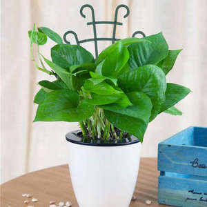 3 pièces de treillis pour plantes, support de jardin extérieur, support de plante en pot d'intérieur, support de tomate - Product Image 5