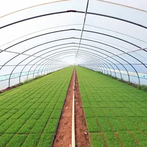 Factory Price UV Resistant PE <b>Greenhouse</b> Film 150–200 Micron 3 Layer Co-Extrusion for Vegetables - Product Image 5